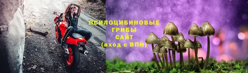 Галлюциногенные грибы Cubensis  Лукоянов 